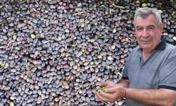 Kuraklık zeytinde rekolteyi düşürdü