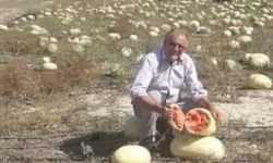 Dağ domuzu yerliyi seçti: Hayvanlar bile ithal tohumu yemiyor