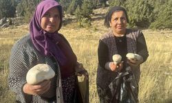 Toroslar’da mantar bereketi başladı