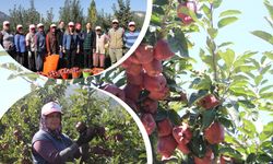 Isparta elması cep yakacak