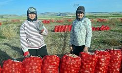 Beypazarı’nda soğan üreticisi tarlada 5 TL ile geçim derdinde