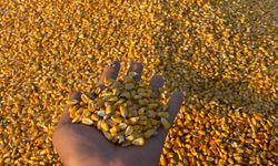 TİGEM, 1400 ton dane mısırı açık artırmayla satışa sunuyor