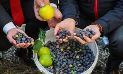 Artvin'de lezzet ödüllü "Butko zeytini" hasadı başladı