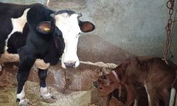 Aksaray Üniversitesi’nden genetik devrim: Süt alerjenini taşımayan buzağılar doğdu