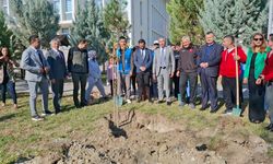 Beypazarı, Güdül ve Ayaş İlçelerinde eş zamanlı dikimi