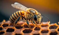 Yapay Arı Kolonisi (ABC) Algoritması 20 yaşında