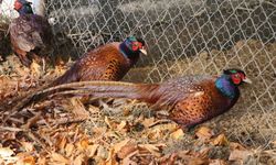 Osmanlı mutfağının gözdesi Sülün, Amasya Üniversitesi’nde üretildi