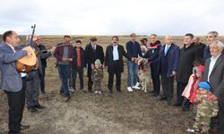 Kars'ta "Koç Katım Geleneği" coşkuyla sürdürülüyor