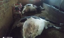 Çine'de yıldırım felaketi; İki büyükbaş hayvan telef oldu