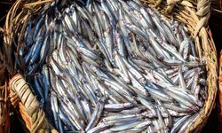 Doğu Karadeniz’den 10 ayda 29 ülkeye su ürünü ihracatı