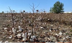 Antalya’da pamuk tarlalarında büyük kayıp