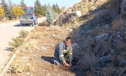 Senirkent’te yeşil dönüşüm: Fidanlar ilçeye can ve renk katıyor