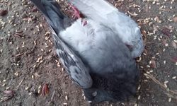 Küçük Lara’nın dikkati, yaralı güvercini hayata bağladı