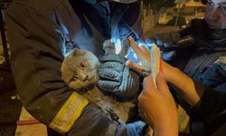 Yangında anne, oğlu ve kedisi yaralandı