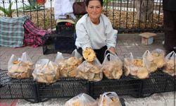 Kumluca’da sonbaharın bereketi: Kanlıca mantarları ekonomiye can veriyor