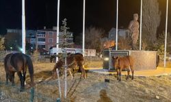 Ardahan’da yılkı atları şehre indi