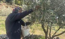 88’lik Emine nine zeytin hasadında rekor kırıyor