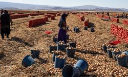 Karatay’da soğan hasadı başladı