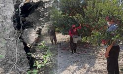 Eğirdir’de elma bahçesinde obruk oluştu