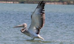 Oltaya takılan pelikanın hayatını balıkçılar kurtardı