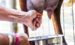 Şap krizi süt üretimini vurdu: Eylül ayında üretim düştü