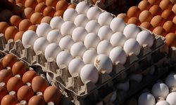 Tavuk eti üretimi artışta, yumurtada gerileme sürüyor
