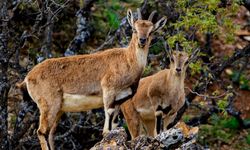 Yaban keçilerini avlayan 3 kişiye 1,9 milyon lira ceza