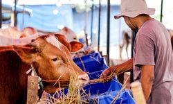 Yerli sığır sayısı yüzde 85 azaldı: Hayvancılık ithalata bağımlı oldu