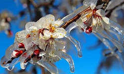 Zirai Don'dan Etkilenen Ürünlere yeni destekleme ödemesi