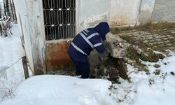 Dondurucu soğukta su mesaisi