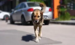Adana’da başıboş sokak köpekleri toplanıyor...