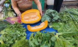 Aydın’da bal kabağı sezonu açıldı