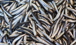 Balıkçıların yüzü hamsiyle güldü