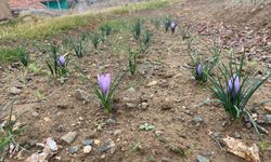 Kralların Baharatı Kırıkkale’de toprakla buluştu