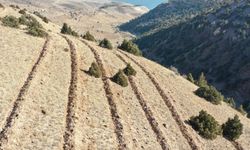 Doğu Anadolu’da yaklaşık 9 milyon fidan ve tohum toprakla buluşturuldu