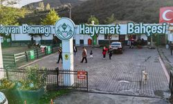 Giresun Belediyesi hayvan barınağı örnek çalışmaları