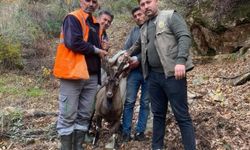 Antalya Gazipaşa’da yaralı yaban keçisi tedavi altına alındı