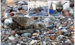 Antalya’da yarım milyona yakın Caretta yavrusu denizle buluştu