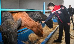 Kırmızı et üretimini artıracak proje sonuç vermeye başladı