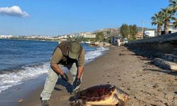 Kuşadası'nda 3 deniz kaplumbağası ölü bulundu