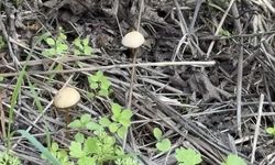 Yenilebilir sanılan her 3 mantardan 1’i hastanelik edebilir