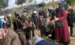 Batman'a ücretsiz fidan dağıtımı