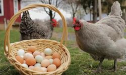 Tavuk eti üretimi artarken yumurta azaldı