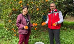 Aydın'da 93 bin 243 ton narenciye üretildi