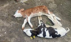 Düzce’yi  “Şap” korkusu sardı