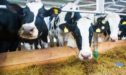 Süt üretiminde düşüş sürüyor: İşletmelerin topladığı süt miktarı azaldı