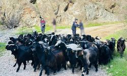 Aksu’da kayıp 55 keçi bulundu