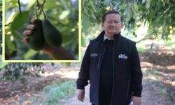Antalya Avokado Üretiminde Rekor Kırdı