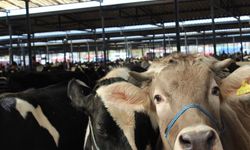 Burdur Canlı Hayvan Pazarı üreticilere yeniden kapılarını açtı