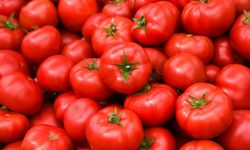 Domates ihracatı 2025’te 401 milyon doları aştı
